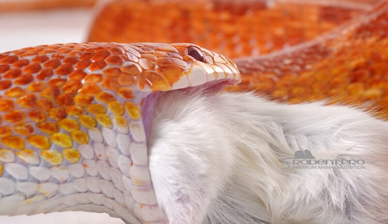 Will Corn Snakes Eat Crickets? Feeding Facts