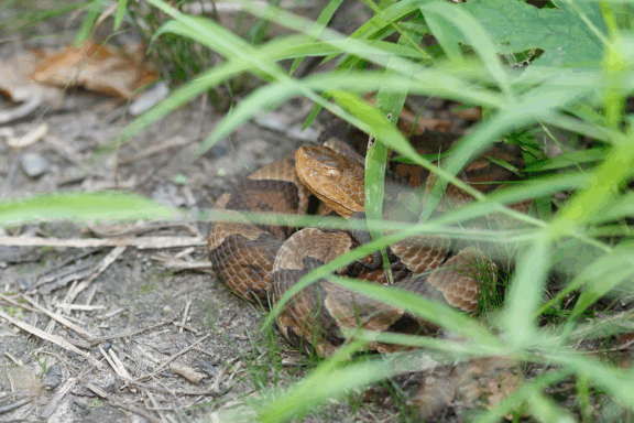 Are Eastern King Snakes Poisonous: Facts & Safety