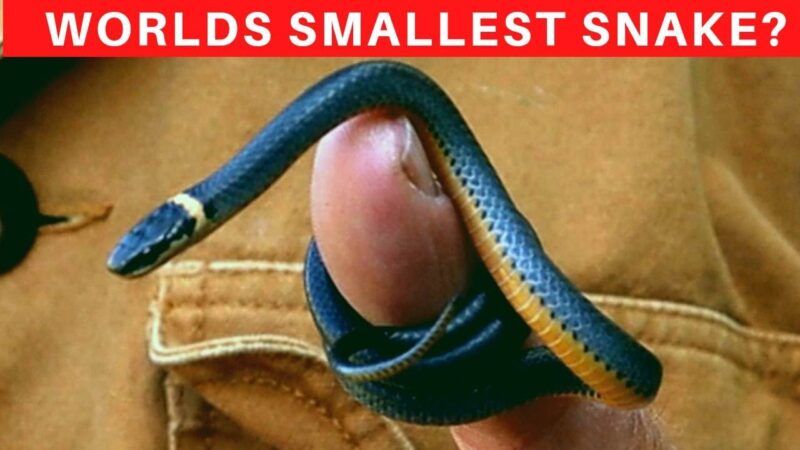 Are Ringneck Snakes Poisonous? Facts and Myths Explained