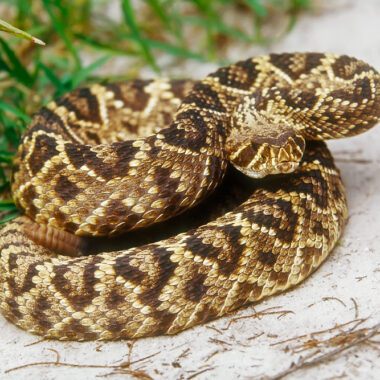 Are Snakes Active at Night? Understanding Their Behavior