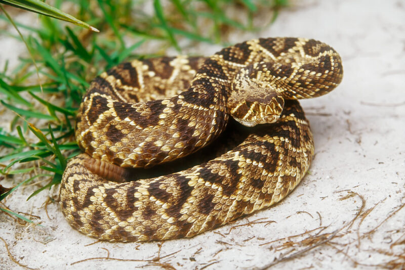 Are Snakes Active at Night? Understanding Their Behavior