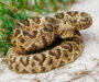 Are Snakes Active at Night? Understanding Their Behavior
