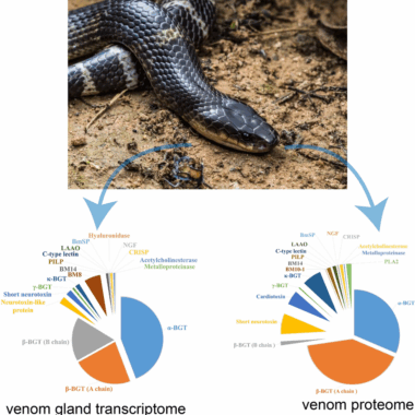 Are Snakes Immune to Their Own Venom? Understanding the Facts