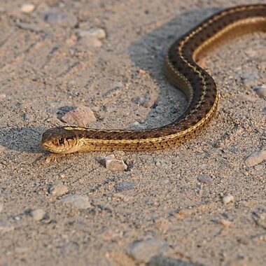 Are There Poisonous Snakes in Wisconsin? What You Need to Know