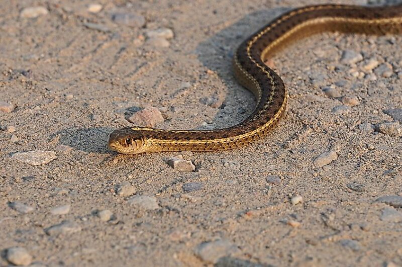 Are There Poisonous Snakes in Wisconsin? What You Need to Know