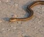 Are There Poisonous Snakes in Wisconsin? What You Need to Know
