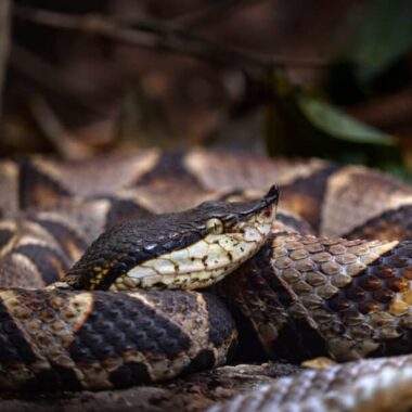 Are There Snakes in Hawaii? Exploring the Truth