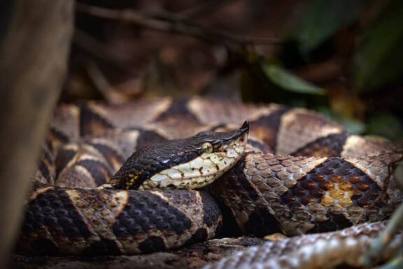 Are There Snakes in Hawaii? Exploring the Truth