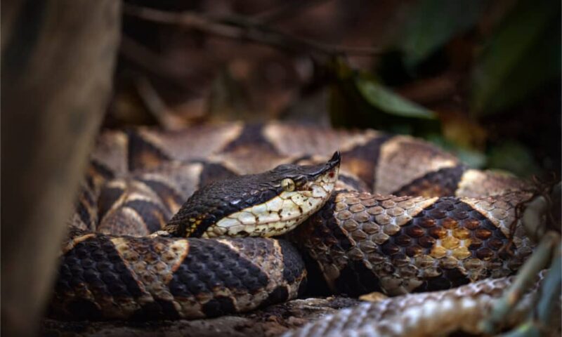 Are There Snakes in Hawaii? Exploring the Truth