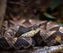 Are There Snakes in Hawaii? Exploring the Truth