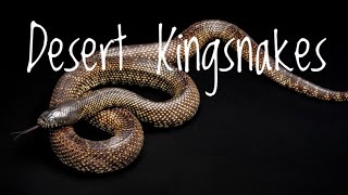 Arizona King Snake: Desert Dweller's Guide