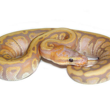 Ball Python Feeding: Essential Tips for Optimal Care