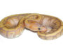 Ball Python Feeding: Essential Tips for Optimal Care