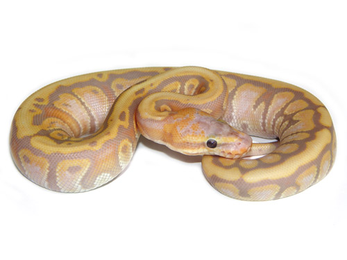 Ball Python Feeding: Essential Tips for Optimal Care