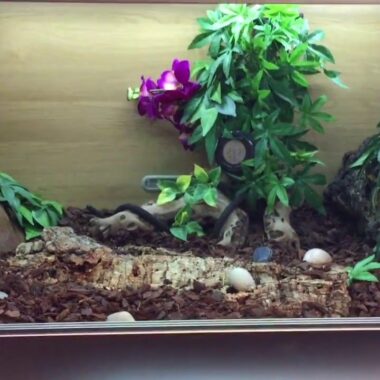 Ball Python Habitat Setup: Creating the Perfect Home
