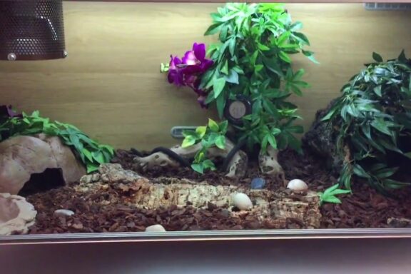 Ball Python Habitat Setup: Creating the Perfect Home