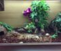 Ball Python Habitat Setup: Creating the Perfect Home