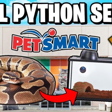 Ball Python Terrarium Setup: A Complete Guide for Beginners