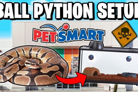 Ball Python Terrarium Setup: A Complete Guide for Beginners
