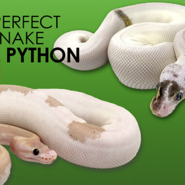 Ball Python vs. Boa Constrictor: Key Differences Explained