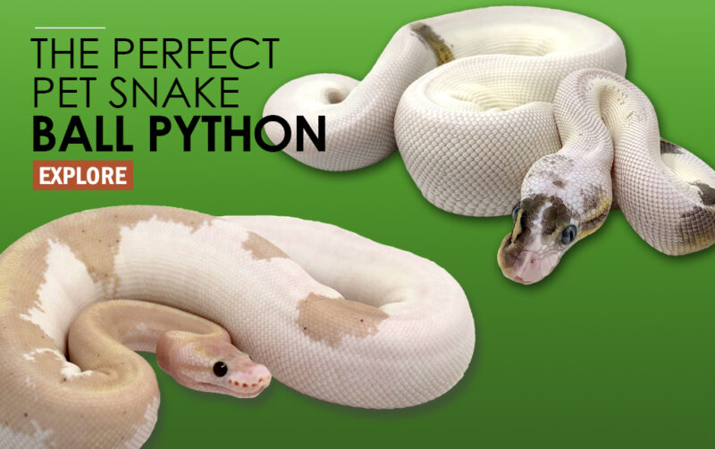 Ball Python vs. Boa Constrictor: Key Differences Explained