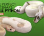Ball Python vs. Boa Constrictor: Key Differences Explained