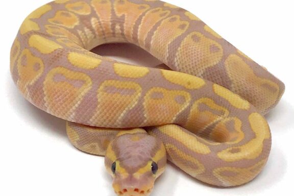 Banana Ball Python: A Comprehensive Guide to Care and Genetics