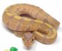 Banana Ball Python: A Comprehensive Guide to Care and Genetics