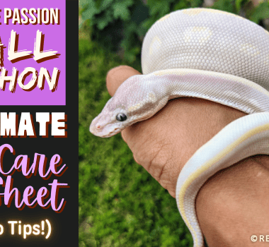 Banana Ball Pythons: Your Ultimate Care Guide