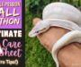 Banana Ball Pythons: Your Ultimate Care Guide