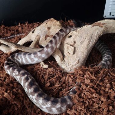 Best Substrate for Ball Pythons: Top Choices Explained