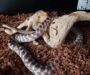 Best Substrate for Ball Pythons: Top Choices Explained