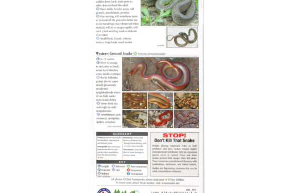 Black and Yellow Snake in Texas: Identification Guide