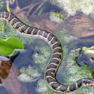 Black and Yellow Snakes: Identification and Facts