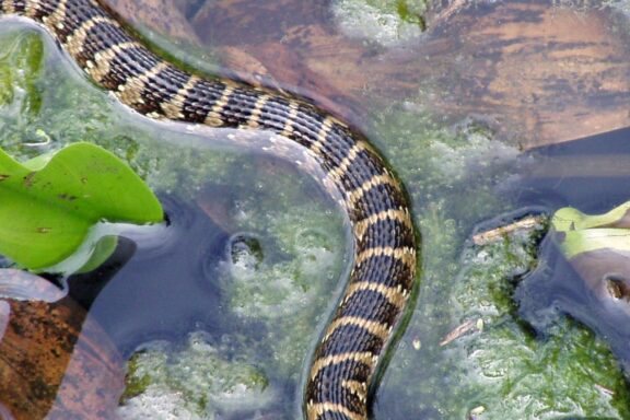 Black and Yellow Snakes: Identification and Facts