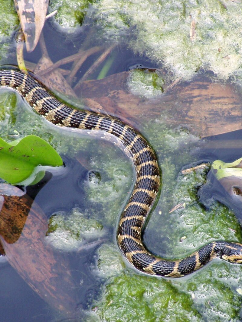 Black and Yellow Snakes: Identification and Facts