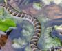 Black and Yellow Snakes: Identification and Facts