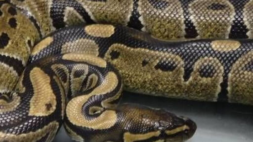 Boa Constrictor vs Python: Key Differences Explained