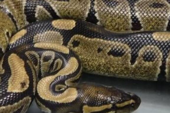 Boa Constrictor vs Python: Key Differences Explained