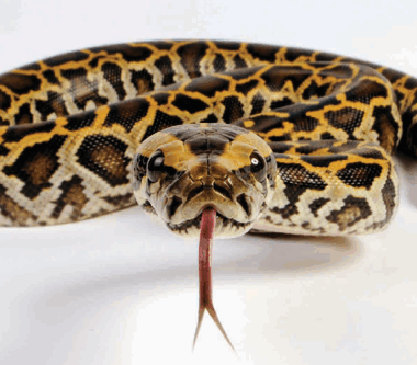 Burmese Python as a Pet: Owner's Guide
