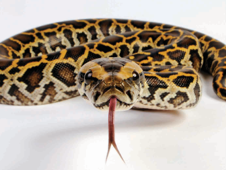 Burmese Python as a Pet: Owner's Guide