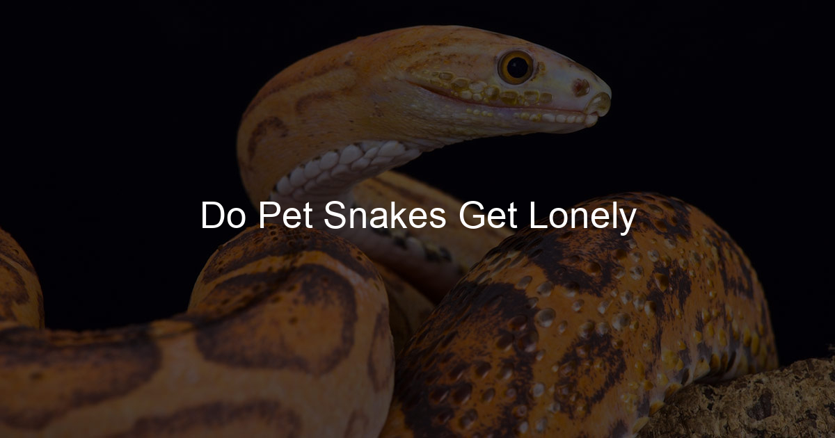 Burmese Python Pet: Essential Care and Considerations