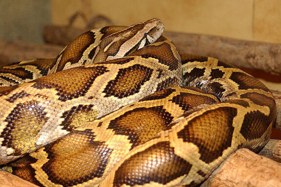 Burmese Python Predators: Natural Threats Guide