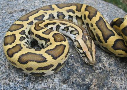 Burmese Python Range: Habitat and Distribution
