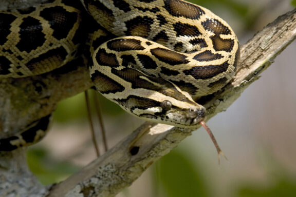 Burmese Python Venom: Facts and Myths