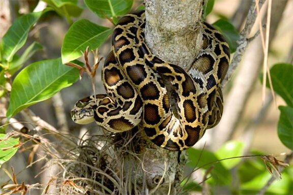 Burmese Python vs Alligator: Predator Encounters