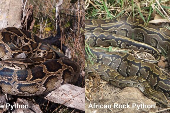 Burmese Python vs Rock Python: Species Comparison