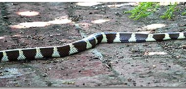 California King Snake: Pacific Coast Guide