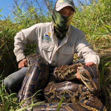 Can a Burmese Python Eat a Human: Facts and Myths