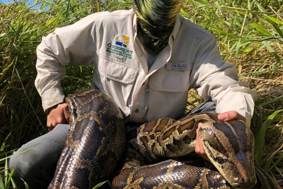 Can a Burmese Python Eat a Human: Facts and Myths
